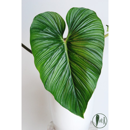 Philodendron mamei green