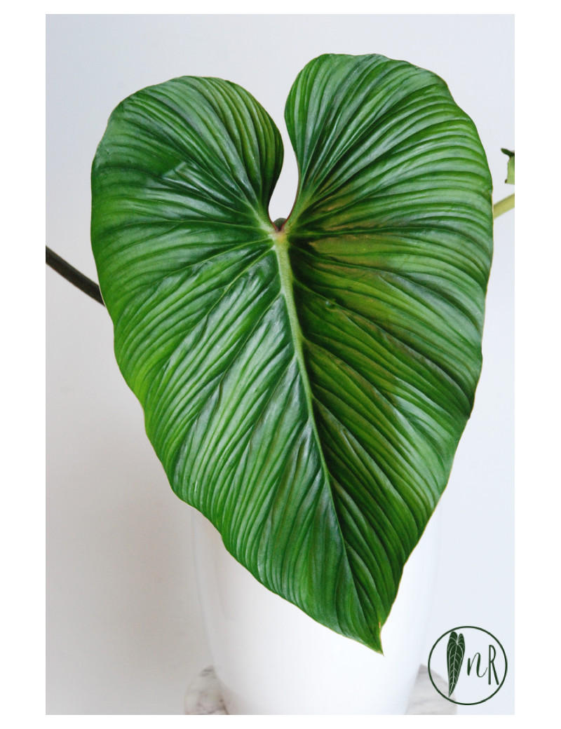Philodendron mamei green