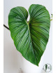 Philodendron mamei green