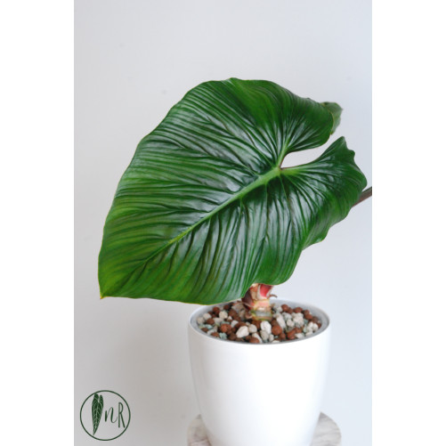 Philodendron mamei green