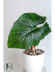 Philodendron mamei green