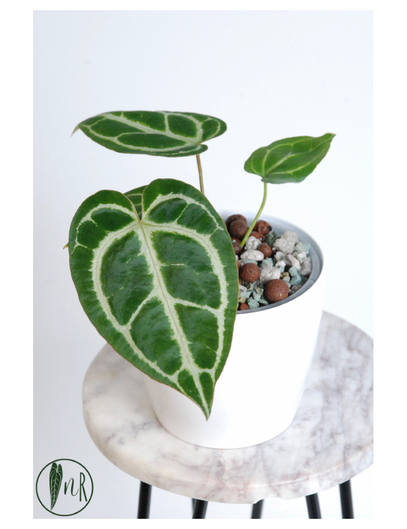 Anthurium crystallinum
