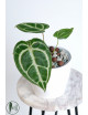 Anthurium crystallinum