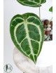 Anthurium crystallinum