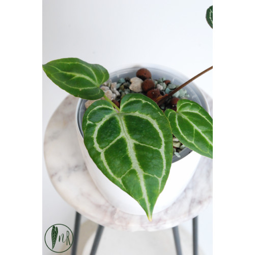 Anthurium crystallinum