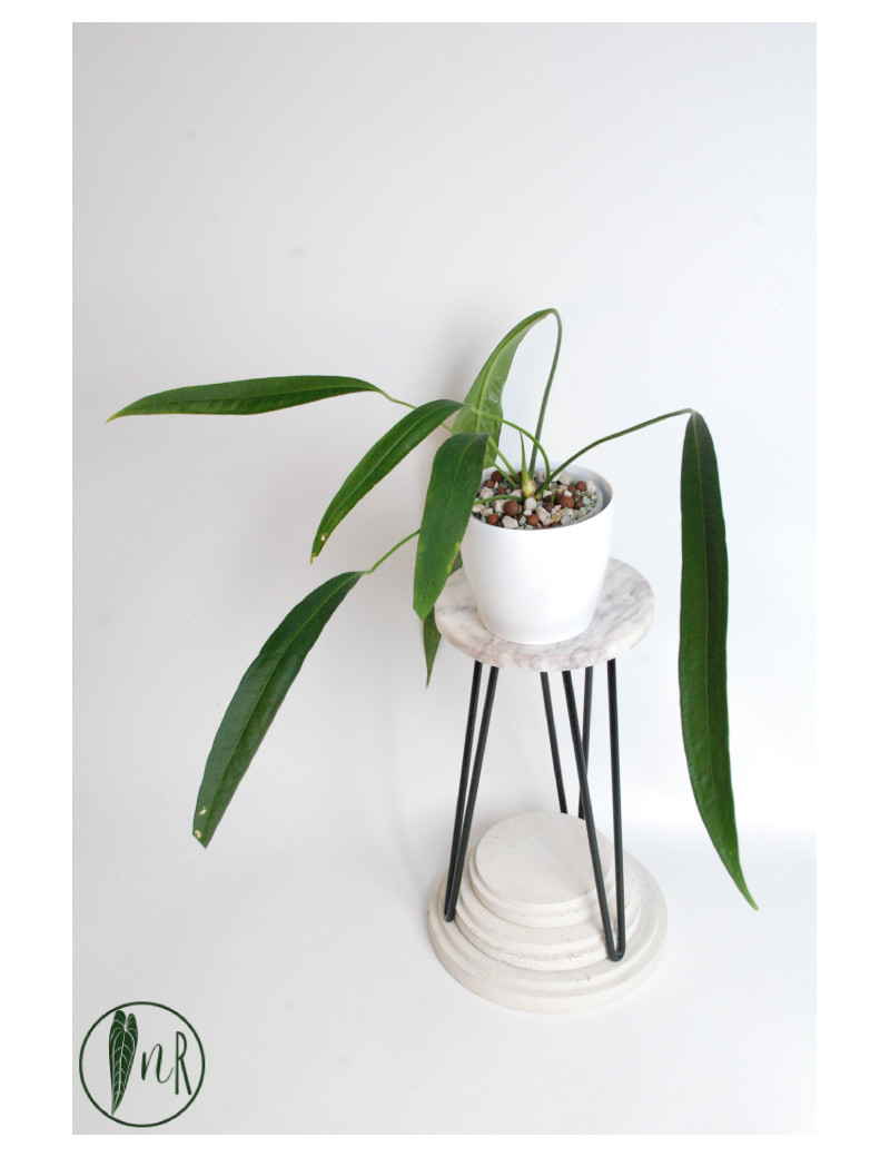 Anthurium pallidiflorum Guazhalan
