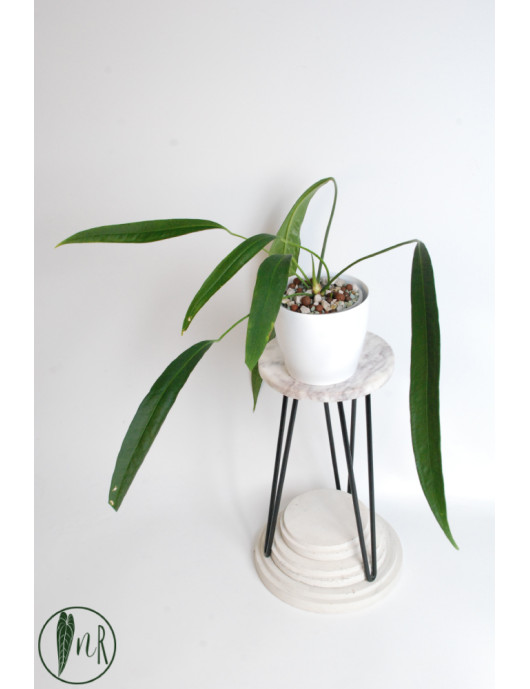 Anthurium pallidiflorum Guazhalan