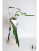 Anthurium pallidiflorum Guazhalan