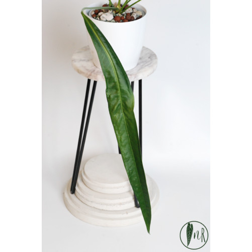 Anthurium pallidiflorum Guazhalan