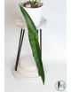 Anthurium pallidiflorum Guazhalan