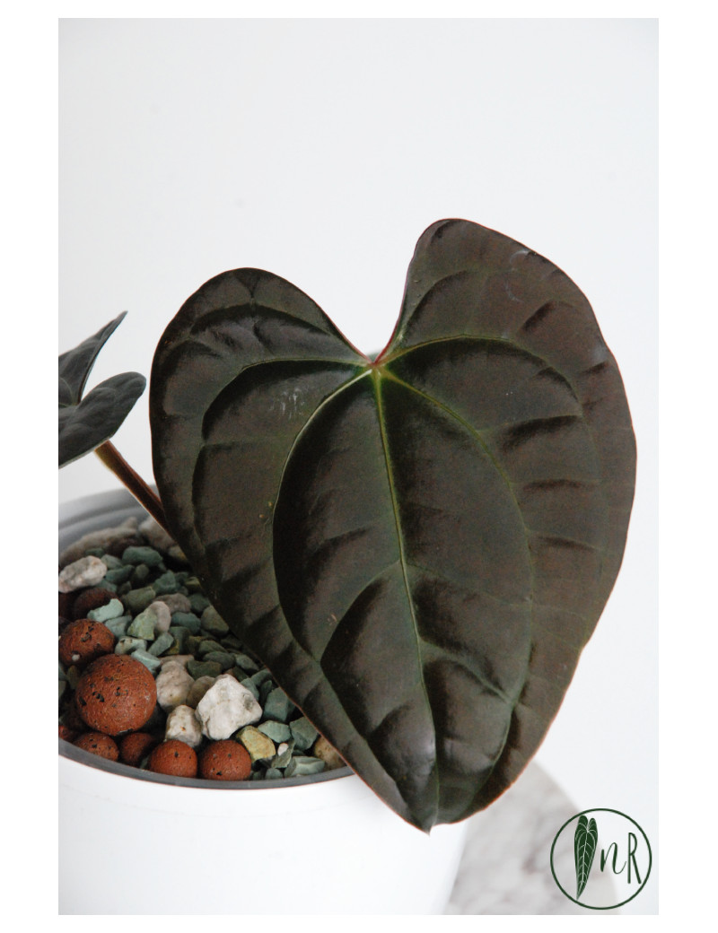 Anthurium besseae aff x luxurians (Amazon Diamond)