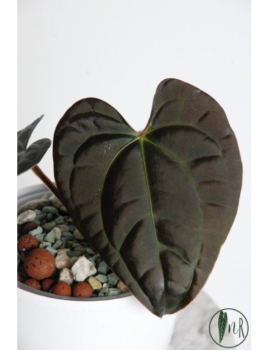 Anthurium besseae aff x luxurians (Amazon Diamond)