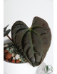 Anthurium besseae aff x luxurians (Amazon Diamond)