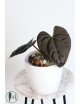 Anthurium besseae aff x luxurians (Amazon Diamond)