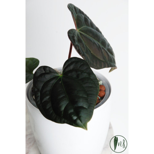 Anthurium besseae aff x luxurians (Amazon Diamond)