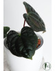 Anthurium besseae aff x luxurians (Amazon Diamond)