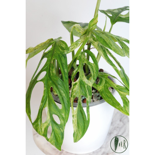 Monstera indonesian marble