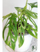 Monstera indonesian marble
