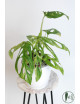 Monstera indonesian marble