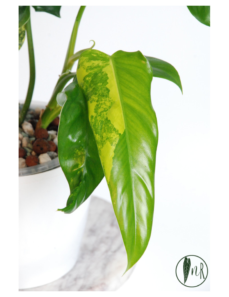 Philodendron domesticum variegata