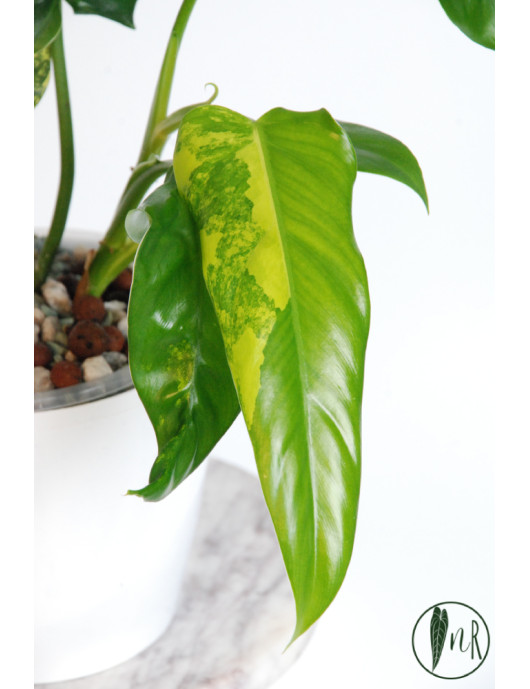 Philodendron domesticum variegata