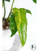 Philodendron domesticum variegata