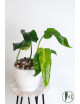 Philodendron domesticum variegata