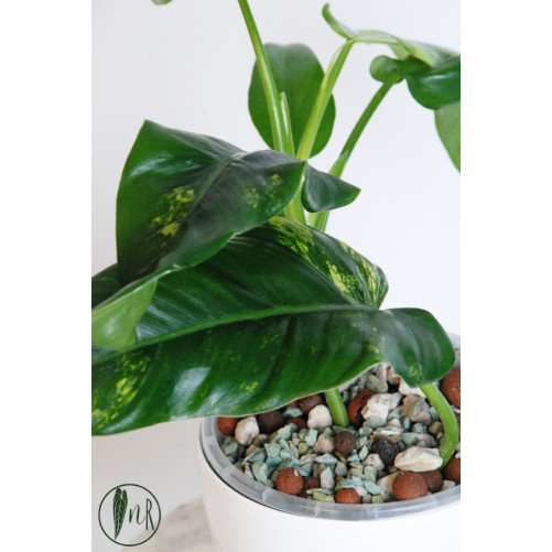 Philodendron domesticum variegata