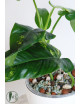 Philodendron domesticum variegata