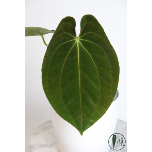 Anthurium papillilaminum