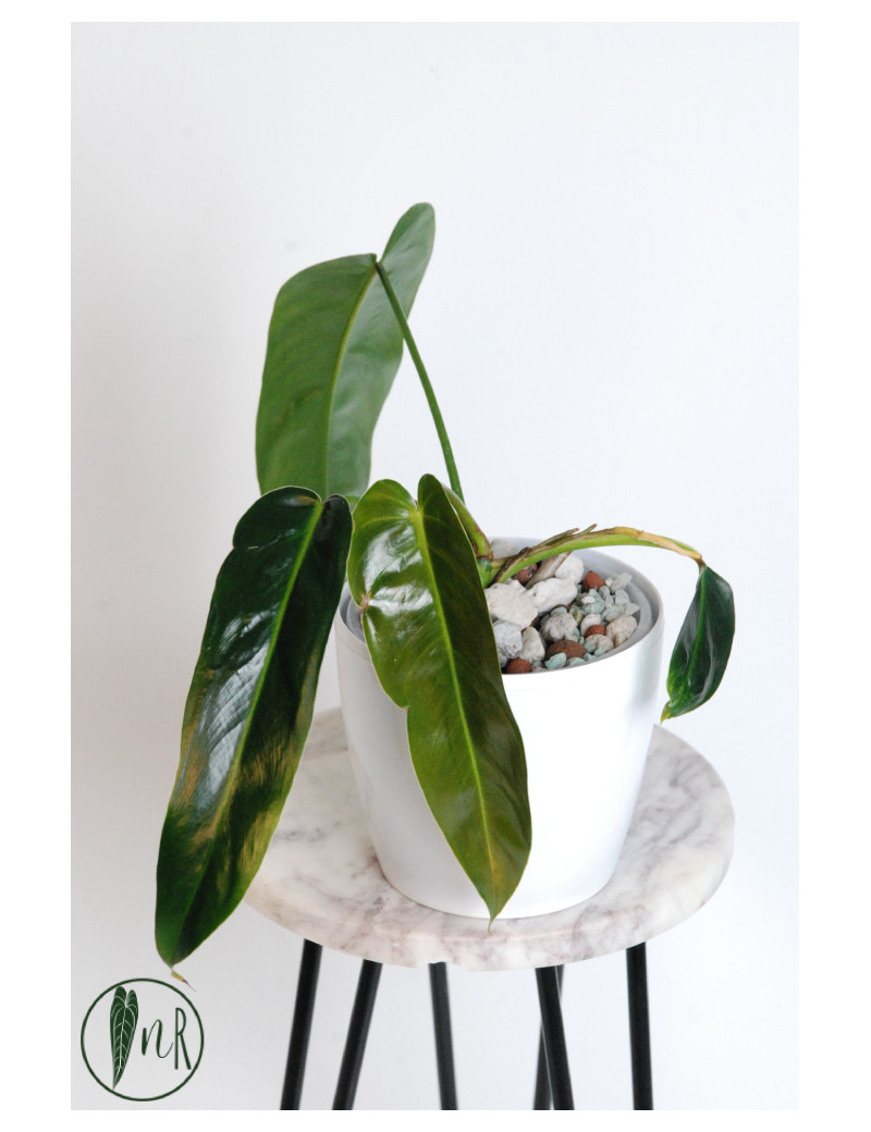 Philodendron esmeraldense x spiritus - sancti