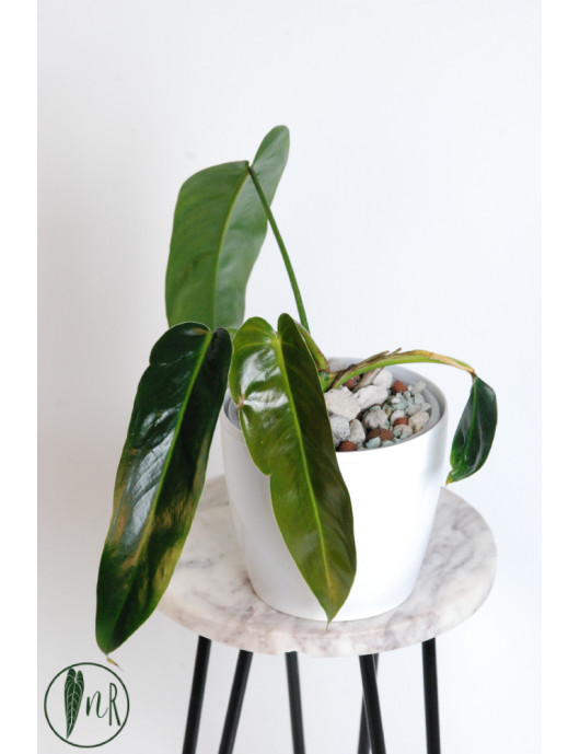 Philodendron esmeraldense x spiritus - sancti