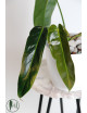Philodendron esmeraldense x spiritus - sancti