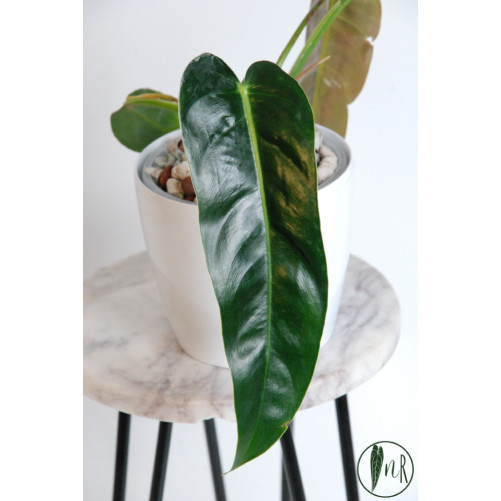 Philodendron esmeraldense x spiritus - sancti