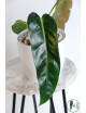 Philodendron esmeraldense x spiritus - sancti