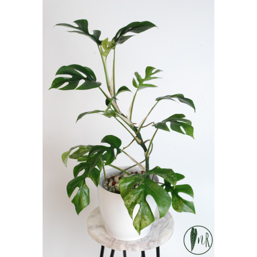 Rhaphidophora tetrasperma mint