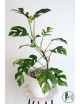 Rhaphidophora tetrasperma mint