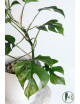 Rhaphidophora tetrasperma mint