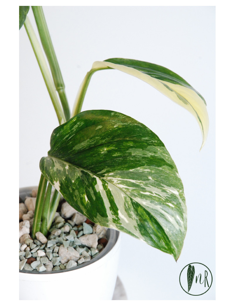 Monstera lechleriana