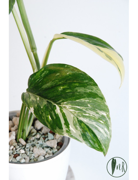 Monstera lechleriana