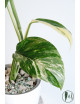 Monstera lechleriana