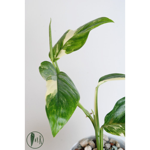 Monstera lechleriana