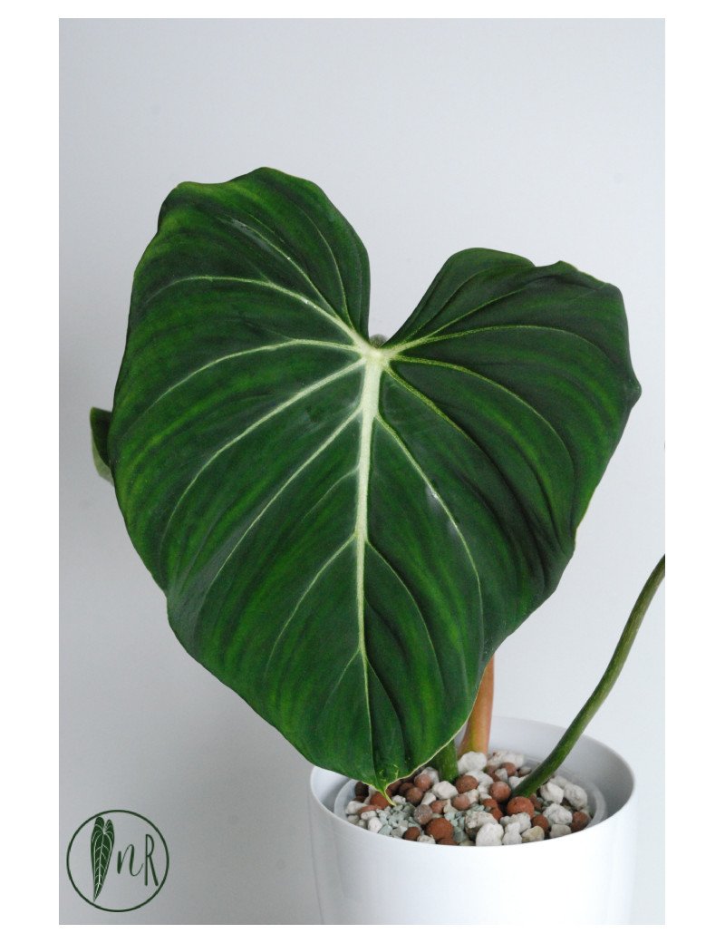 Philodendron gloriosum verde