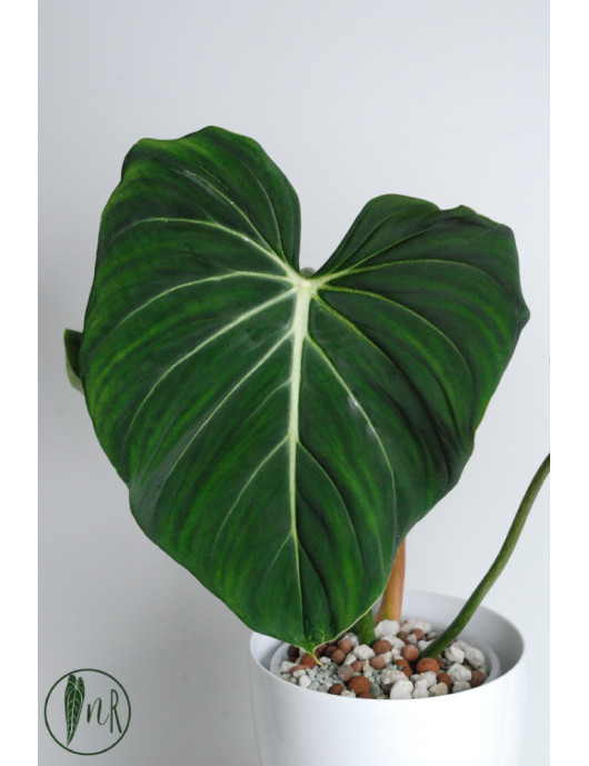 Philodendron gloriosum verde