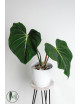 Philodendron gloriosum verde
