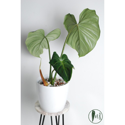 Philodendron gloriosum verde