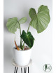 Philodendron gloriosum verde