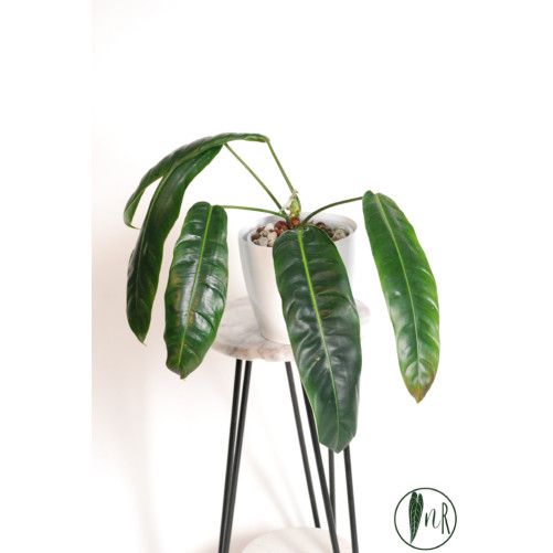 Philodendron patriciae