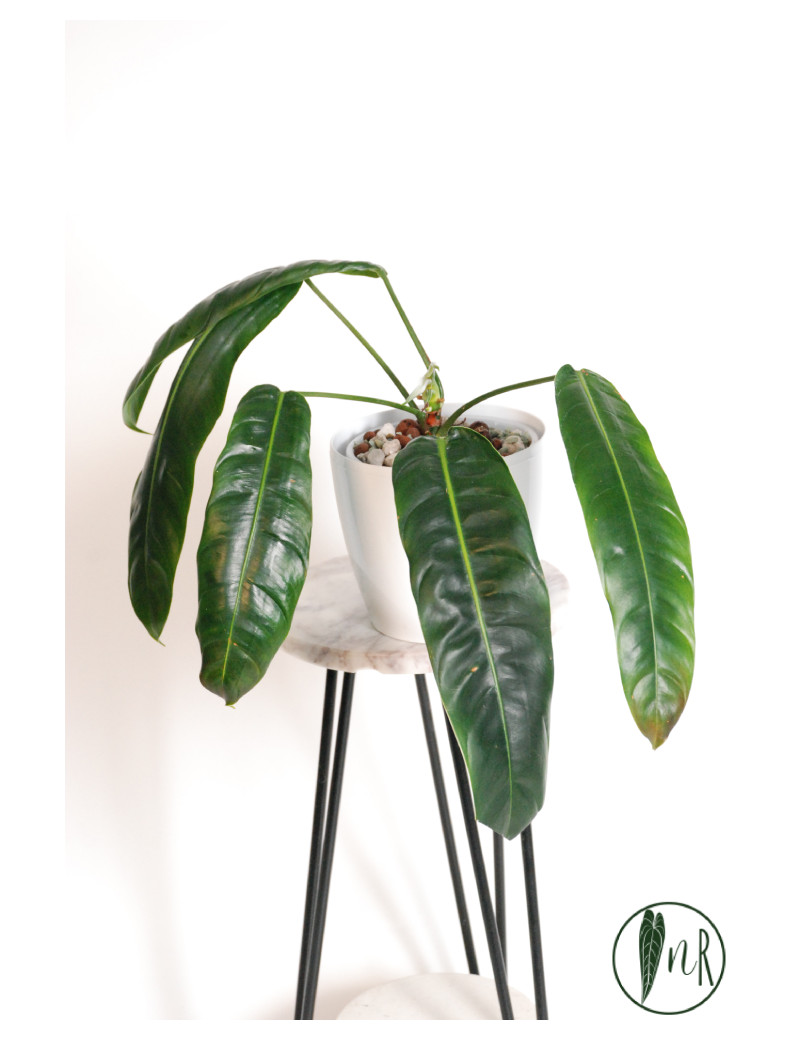 Philodendron patriciae