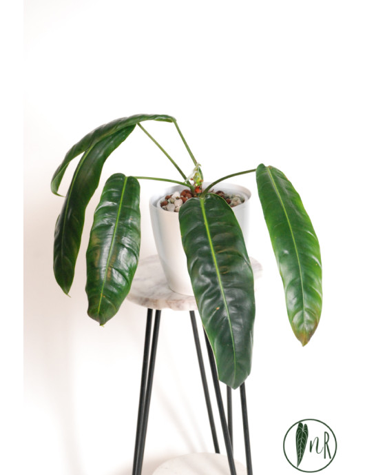 Philodendron patriciae